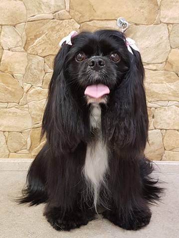 ARMONYPET-CAVALIER-KING-NERO.jpg