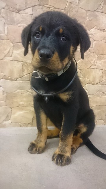 Rottweiler-puppy-armonypet.jpg