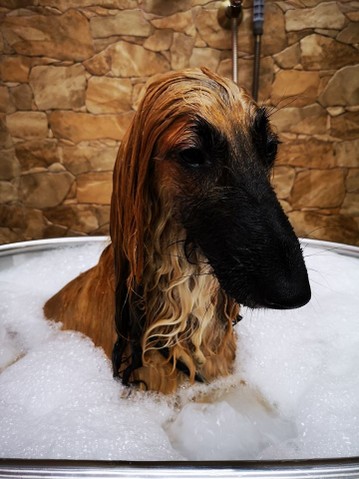 SPA-CANI-RELAX.jpg