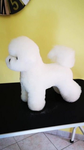 bichonfrise.jpg