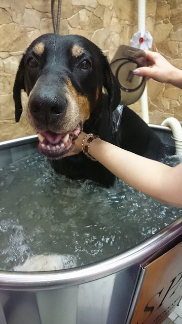 dobermann-armonypet.jpg