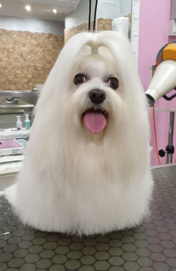 maltese-a-pelo.lungo.jpg