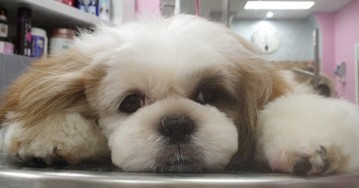 puppy-shihtzu.jpg