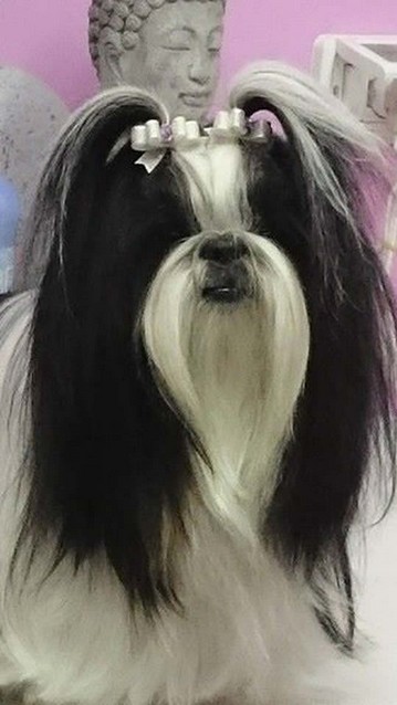 shihtzu-pelo-lungo.jpg