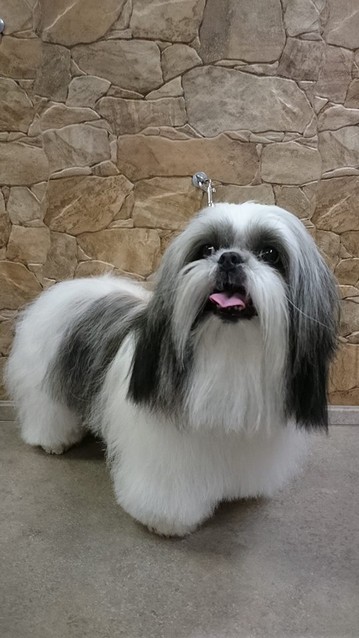 shihtzu-taglioforbice.jpg