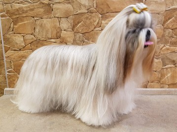 shihtzu-toelettatura-armony-pet.jpg