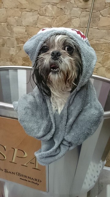 spashihtzu-armonypet.jpg