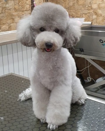 taglio-poodle.armonypet.jpg